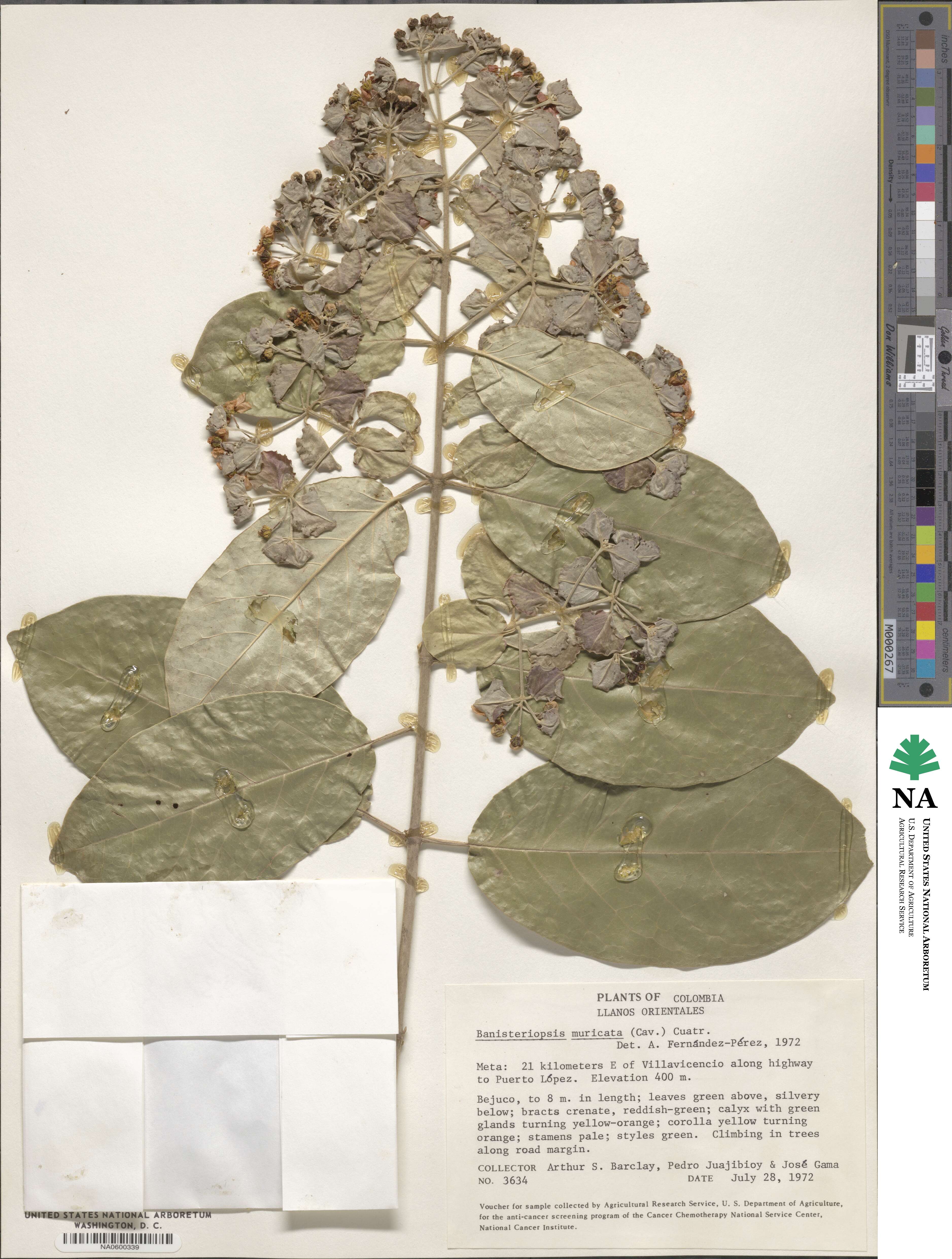 Banisteriopsis muricata image