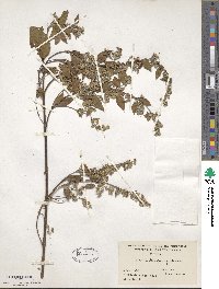 Banisteriopsis caapi image