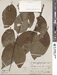 Banisteriopsis caapi image