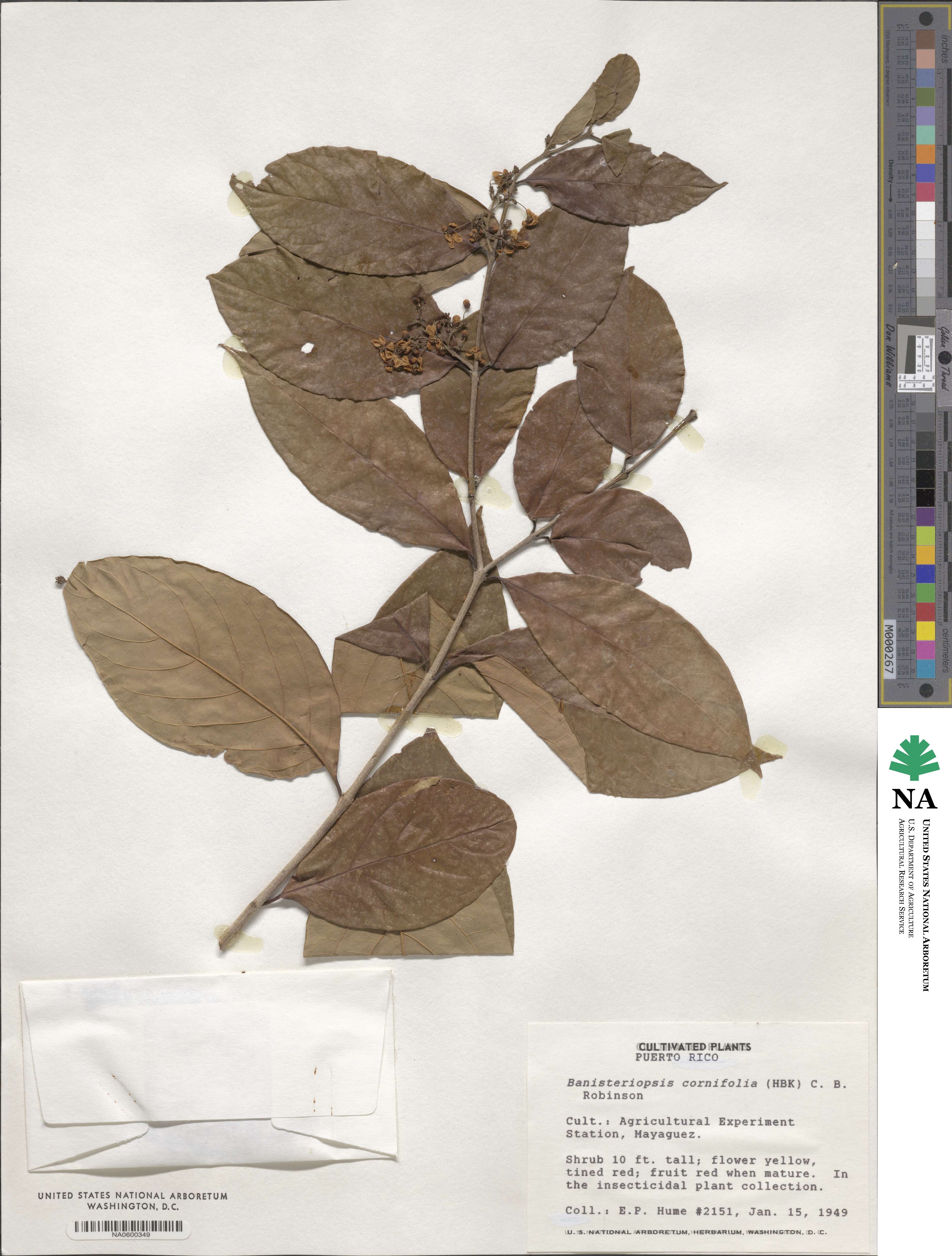 Bronwenia cornifolia image