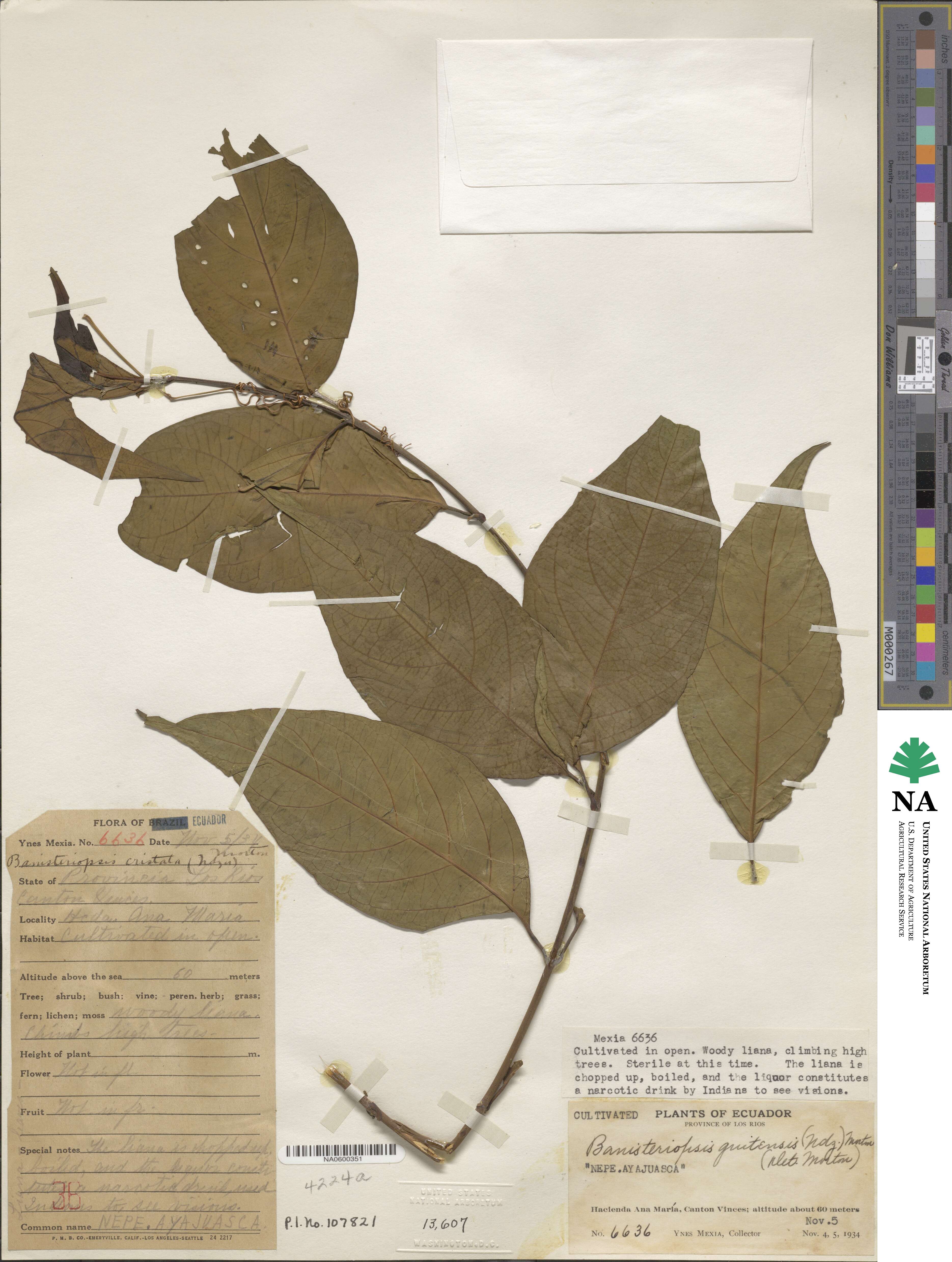 Banisteriopsis caapi image