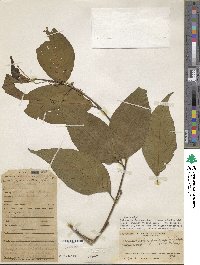 Banisteriopsis caapi image