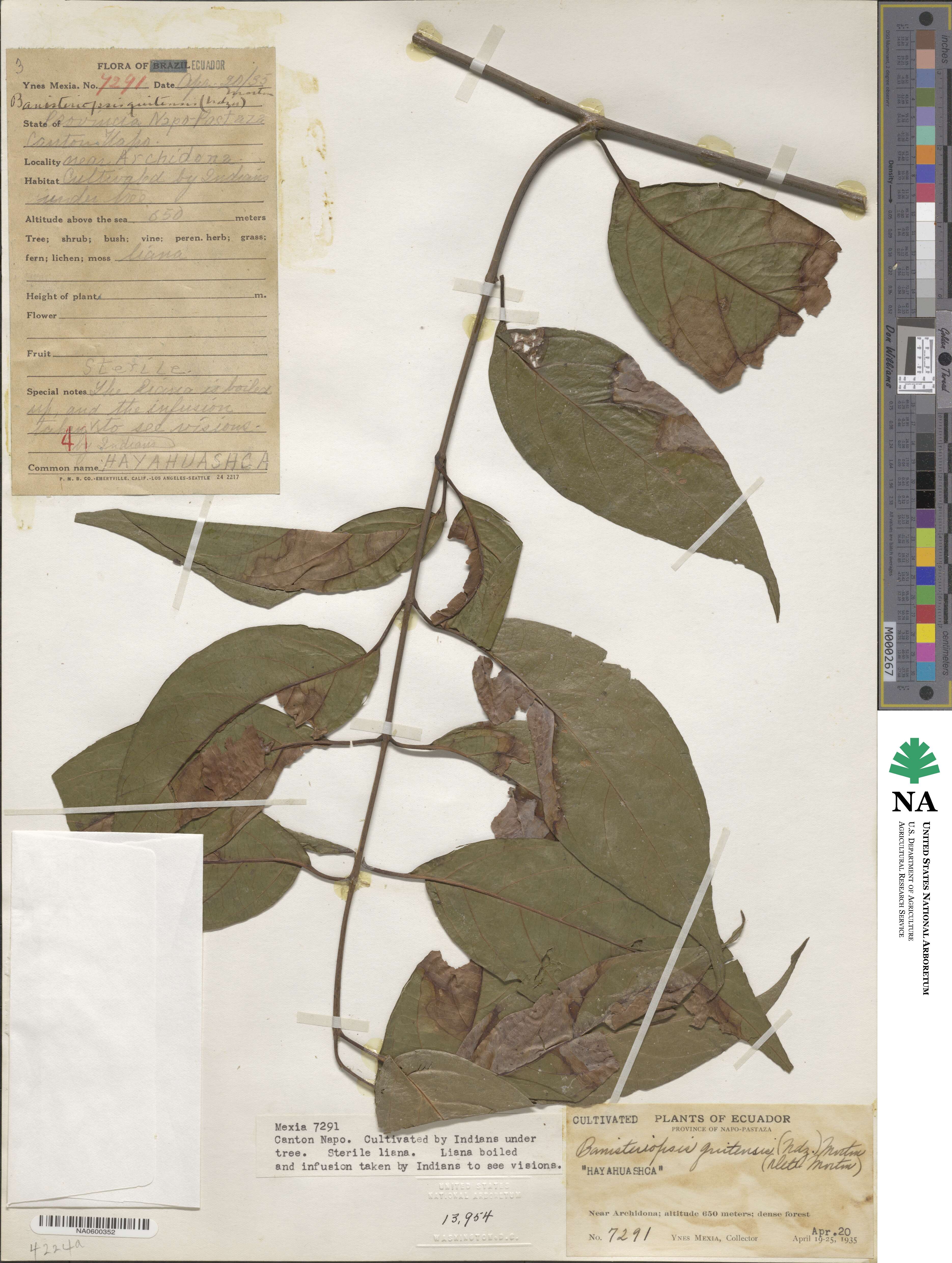 Banisteriopsis image
