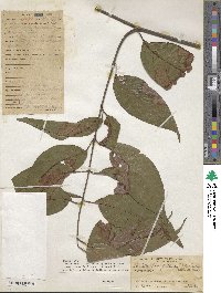 Banisteriopsis caapi image