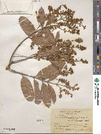 Banisteria laurifolia image