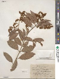 Banisteria laurifolia image