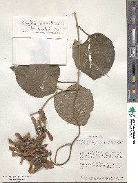 Banisteriopsis muricata image