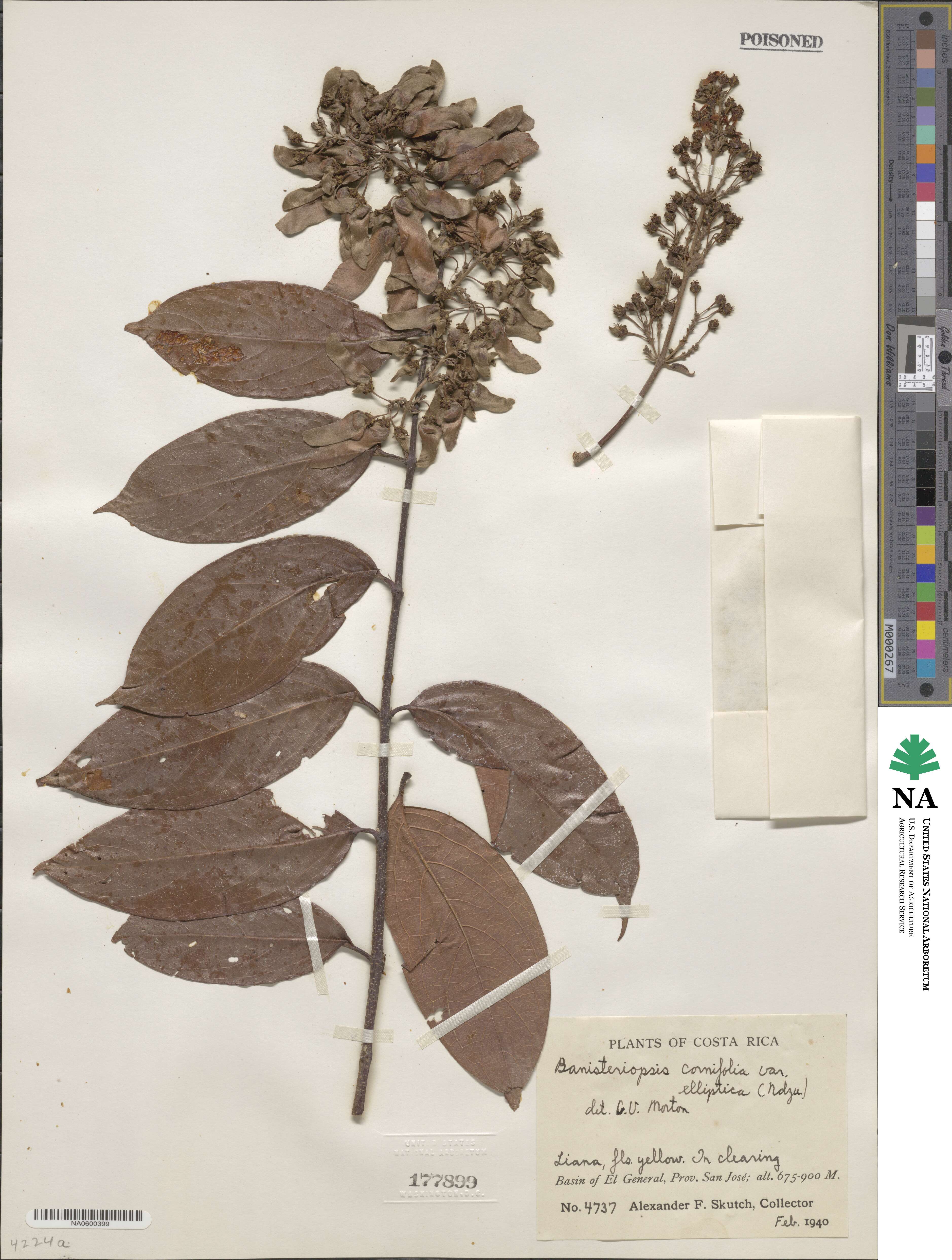 Bronwenia cornifolia var. maracaybensis image