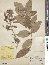 Bronwenia cornifolia image