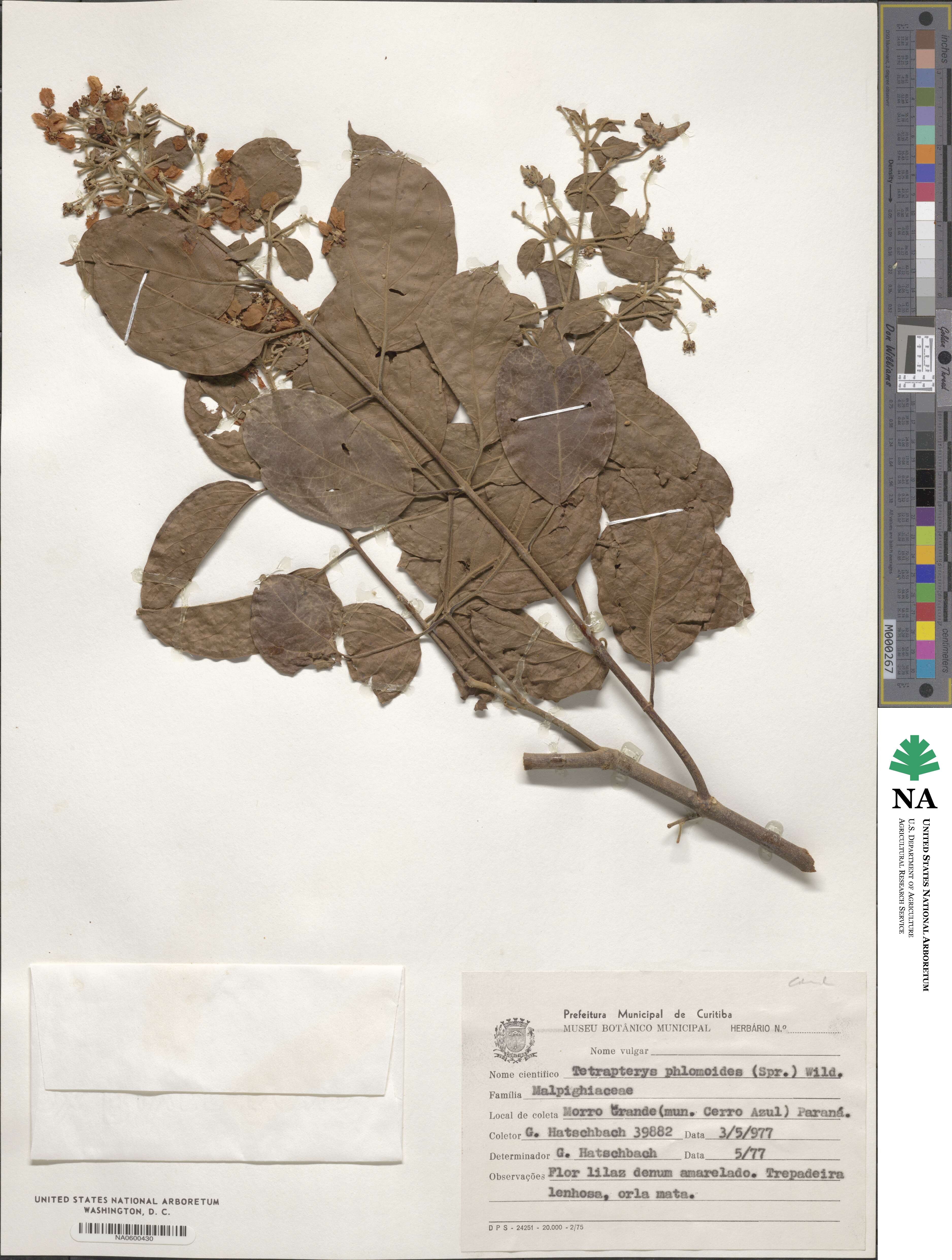 Tetrapterys phlomoides image