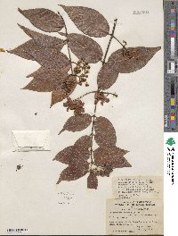 Niedenzuella acutifolia image