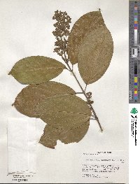 Tetrapterys discolor image