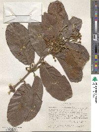 Image of Hiraea sclerophylla