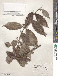 Hiraea faginea image