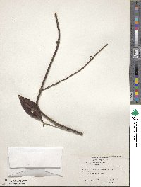 Hiraea faginea image