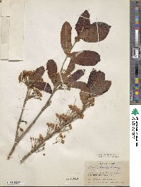 Hiraea reclinata image