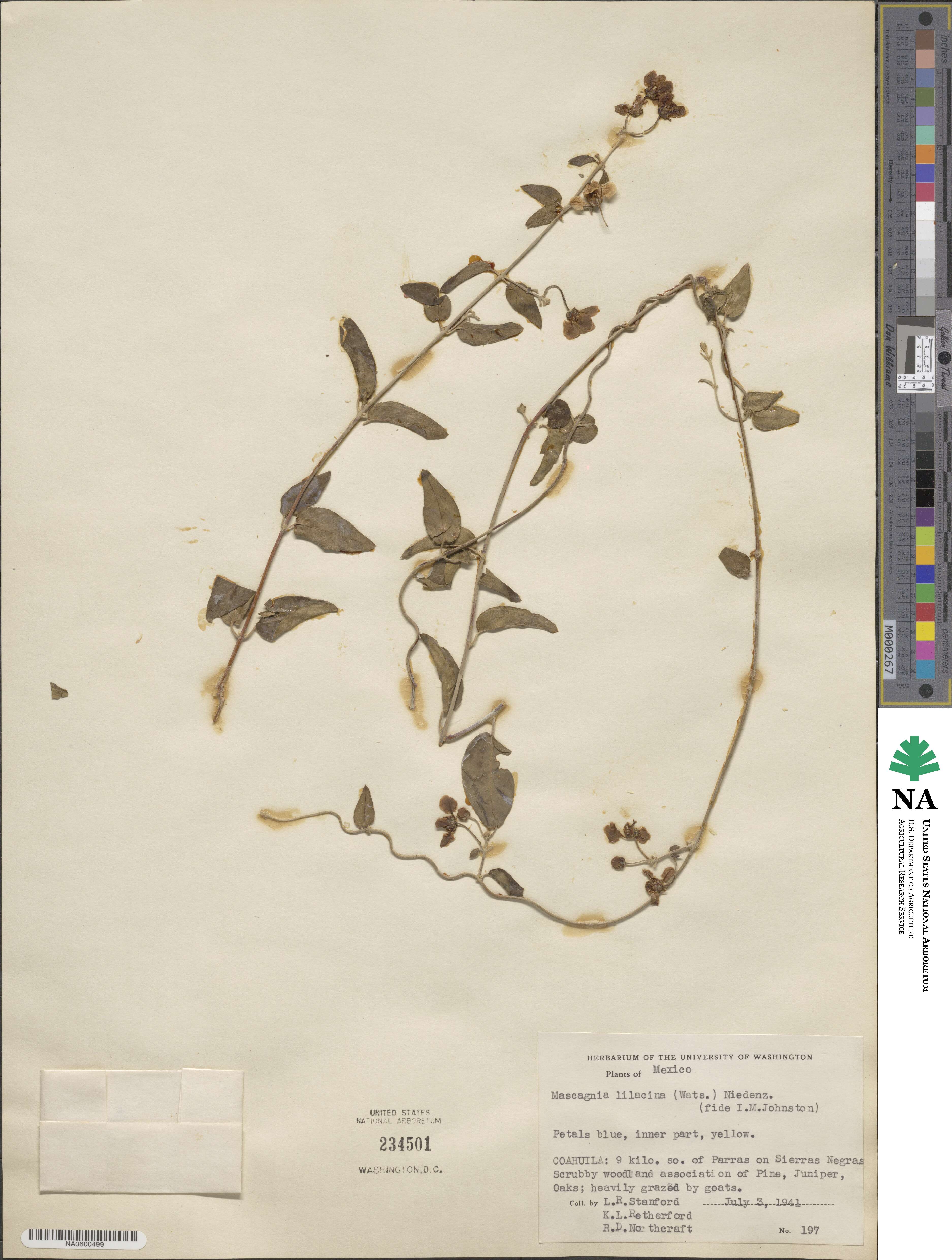 Mascagnia lilacina image