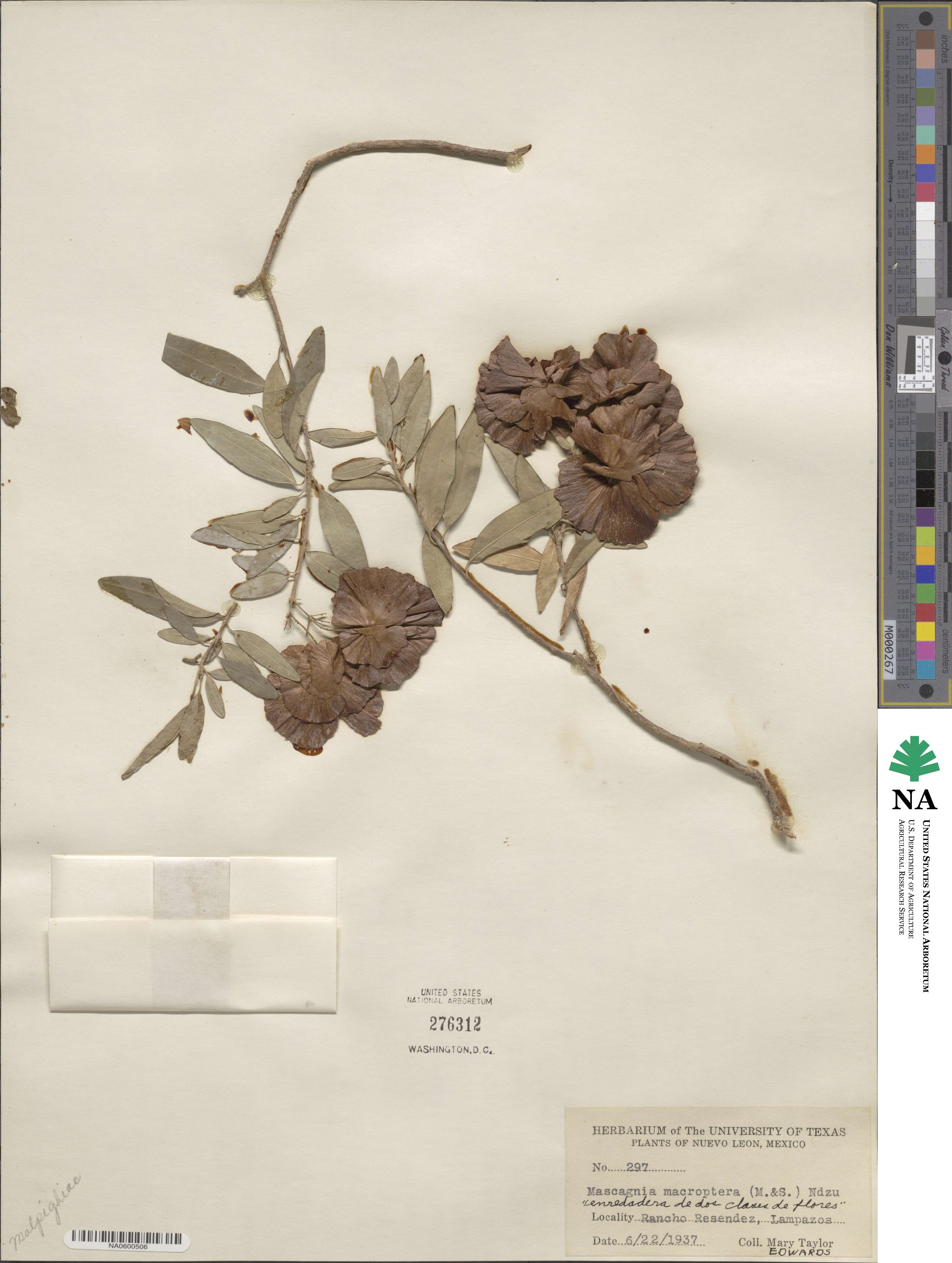Callaeum macropterum image