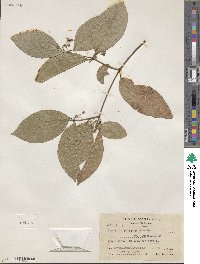 Image of Psychopterys polycarpa