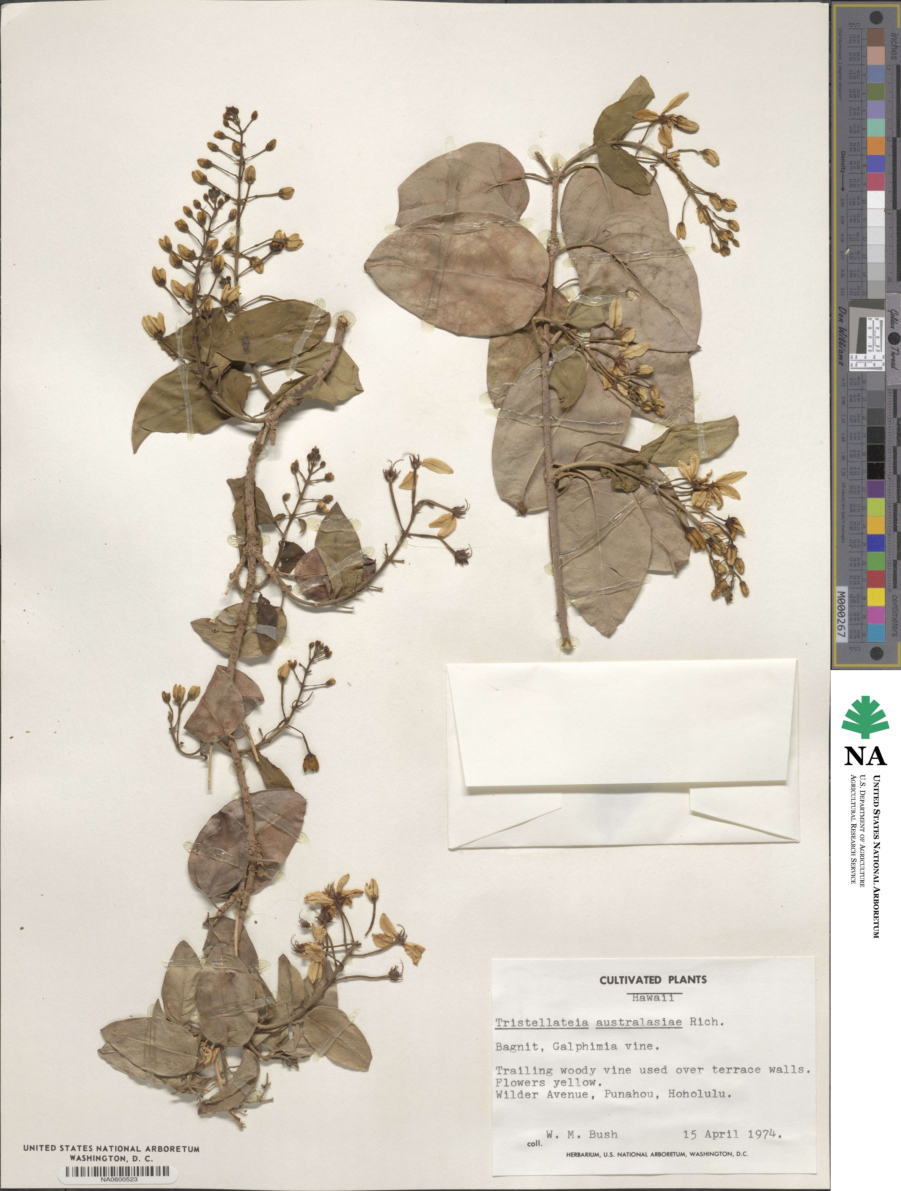 Tristellateia australasiae image