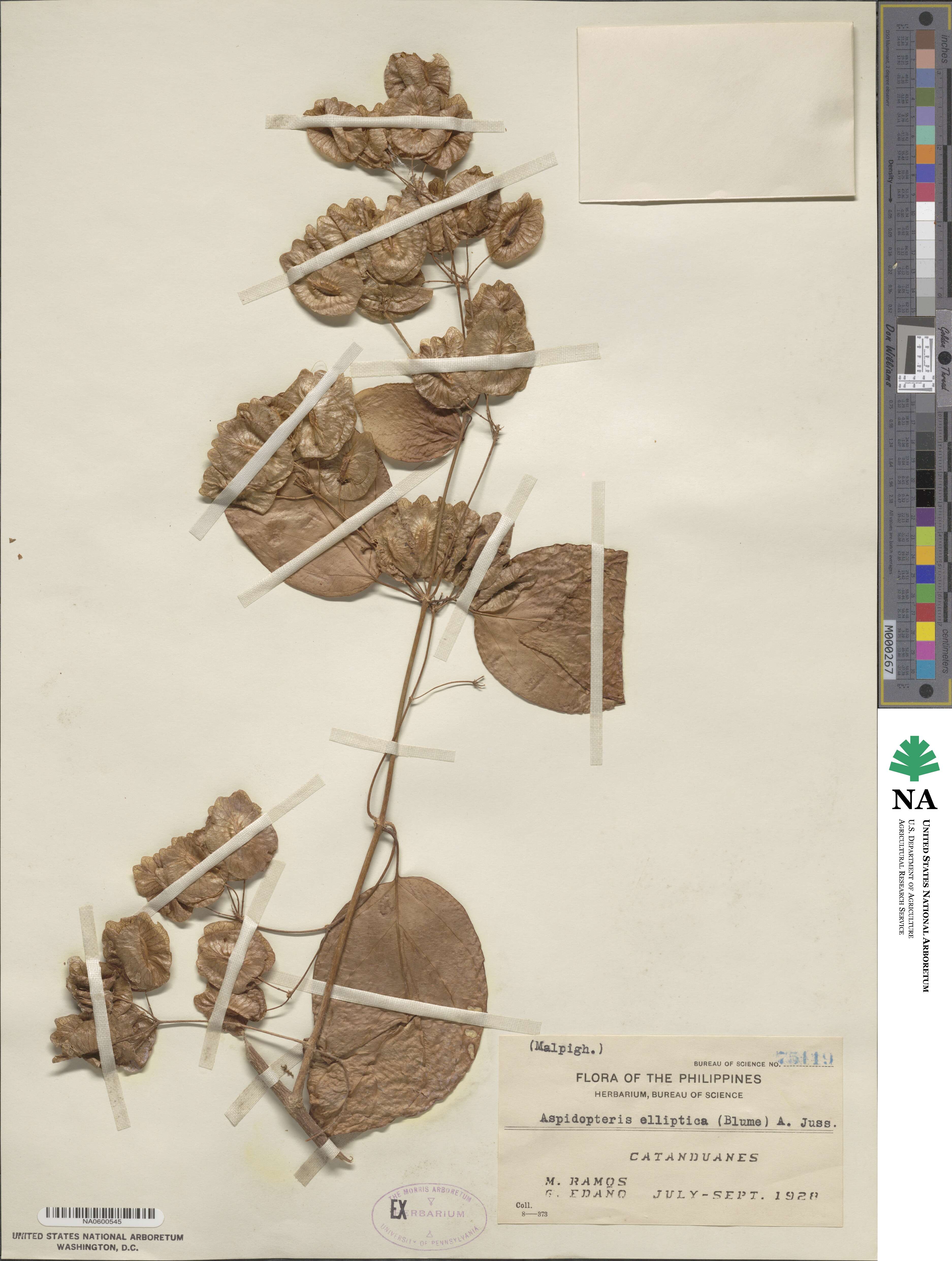 Aspidopterys elliptica image