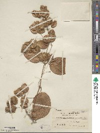 Aspidopterys elliptica image