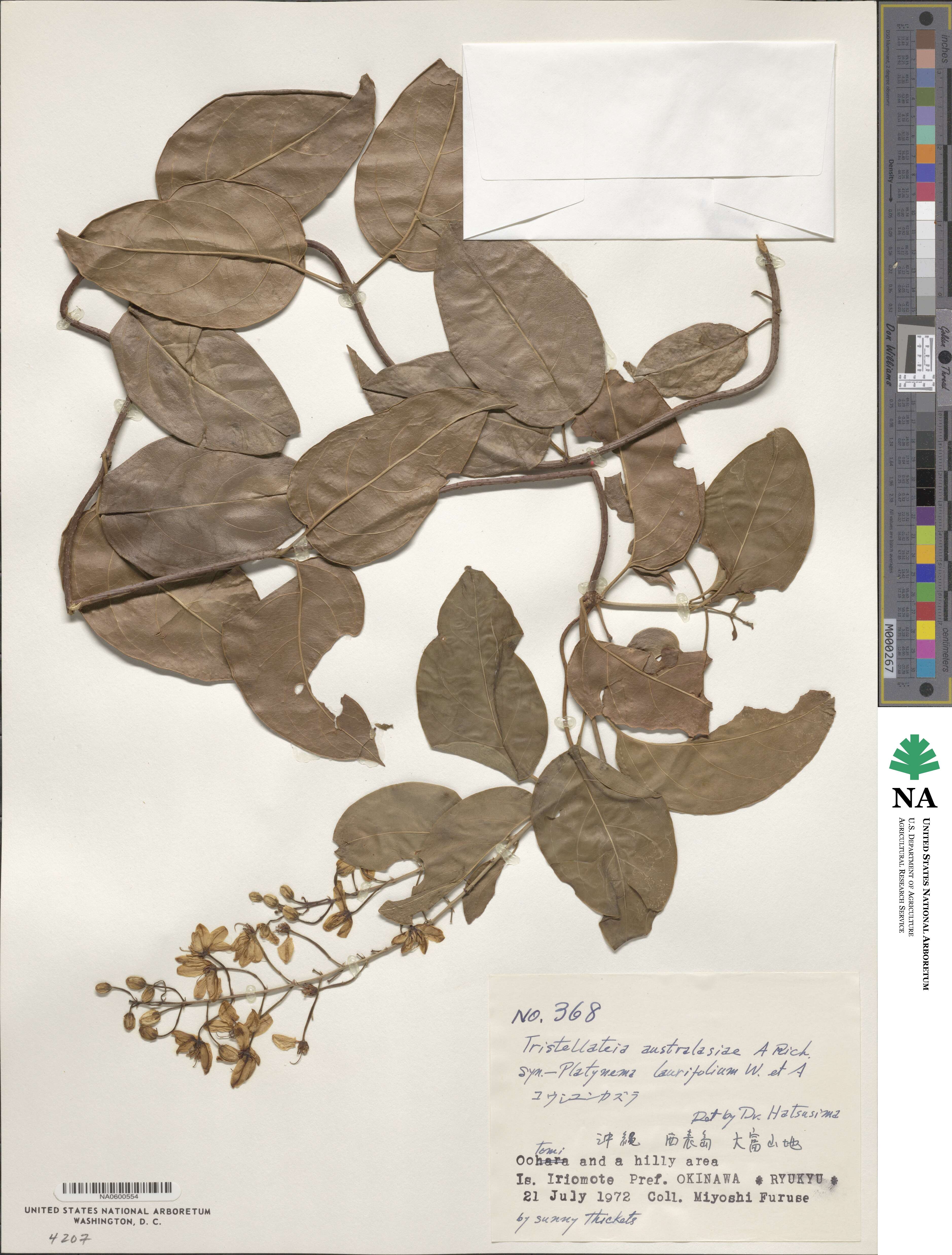 Tristellateia australasiae image