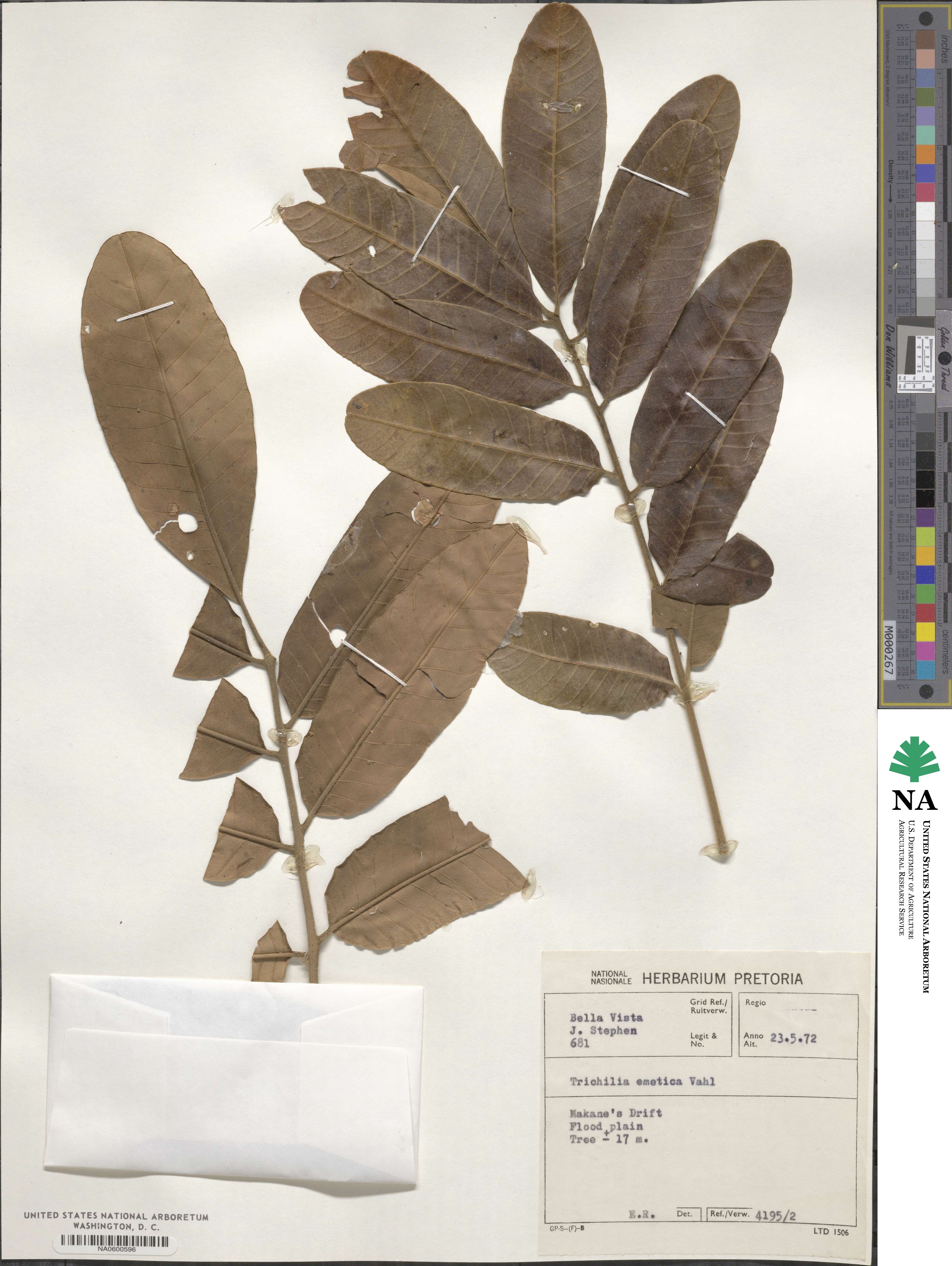 Trichilia emetica image