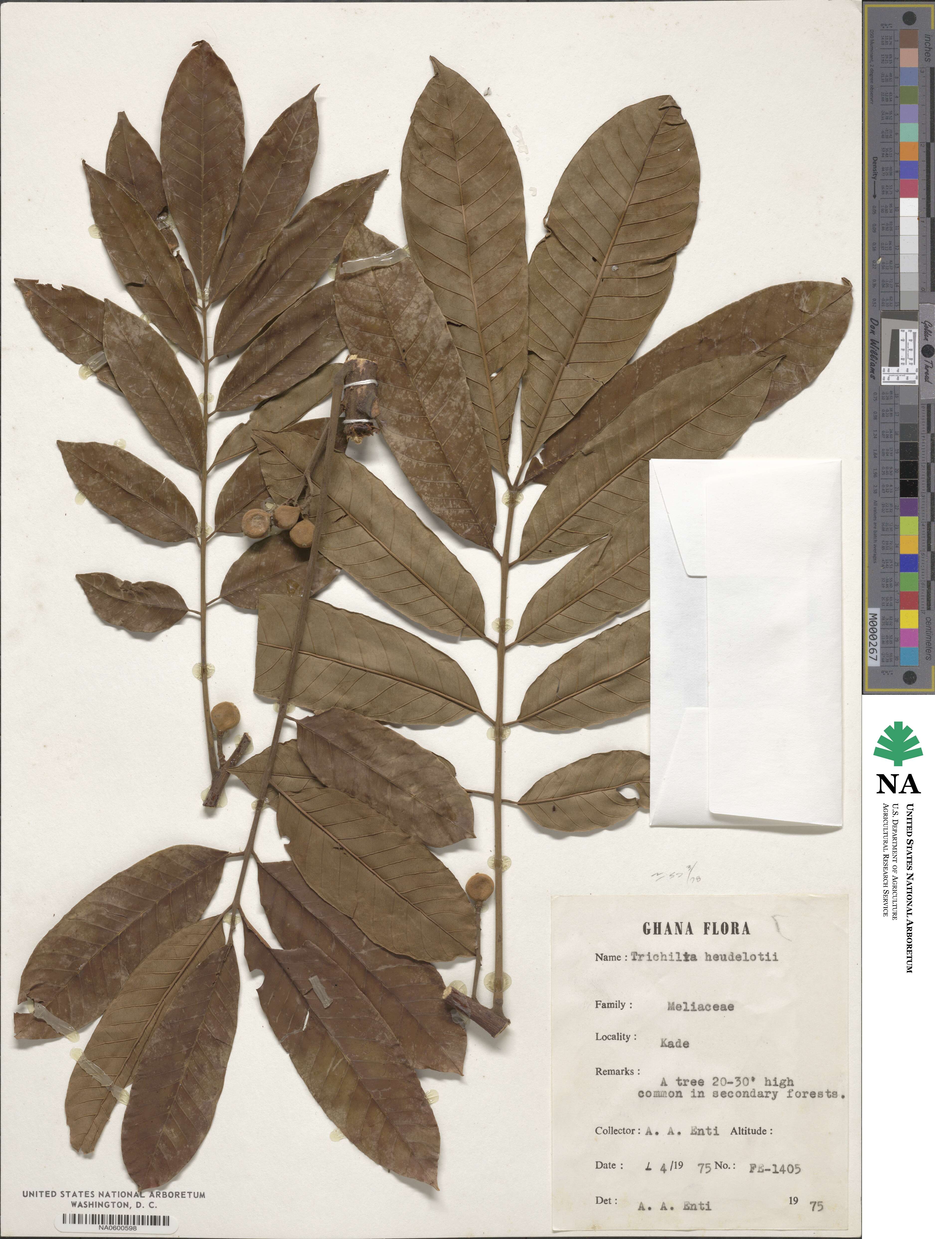 Trichilia monadelpha image
