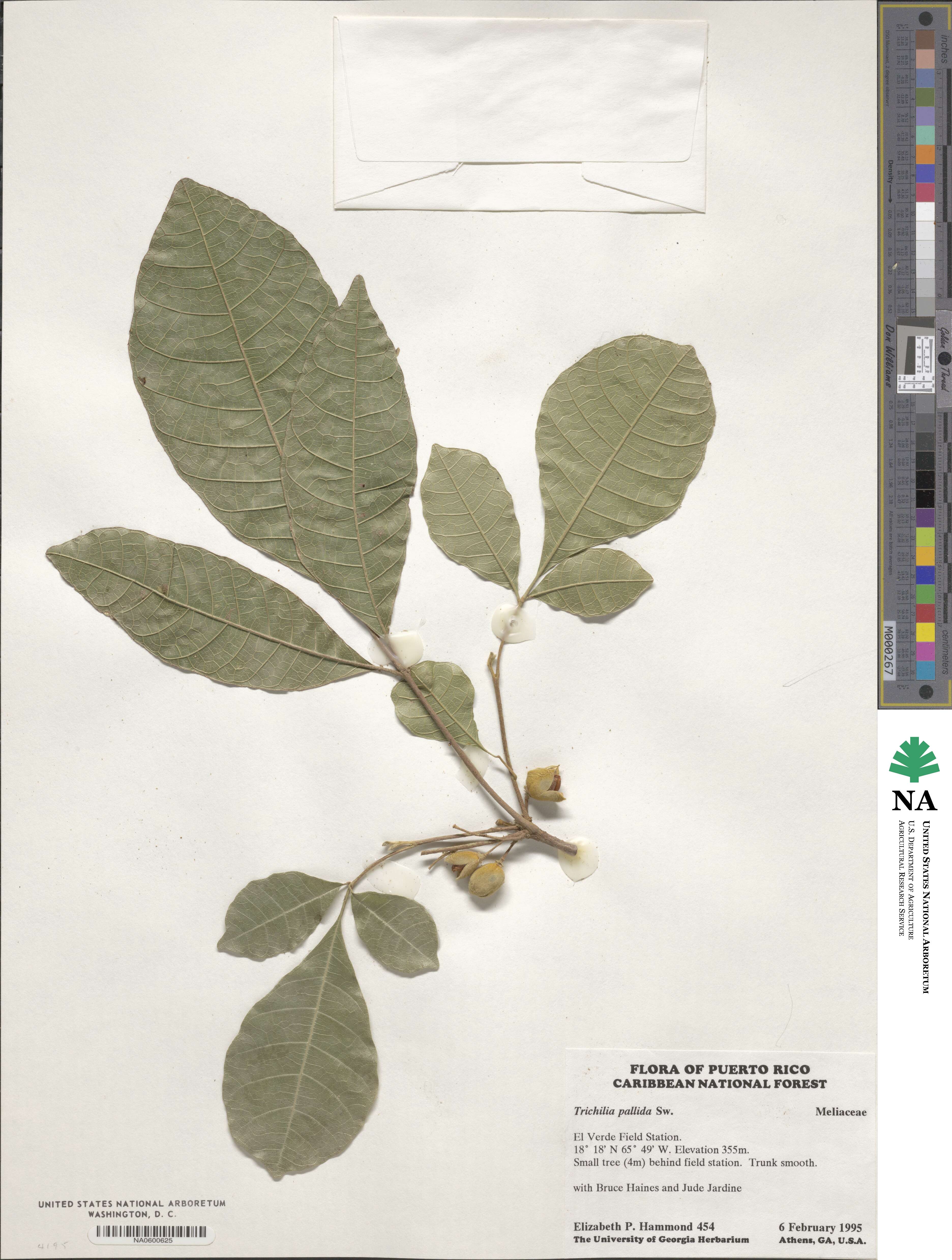 Trichilia pallida image