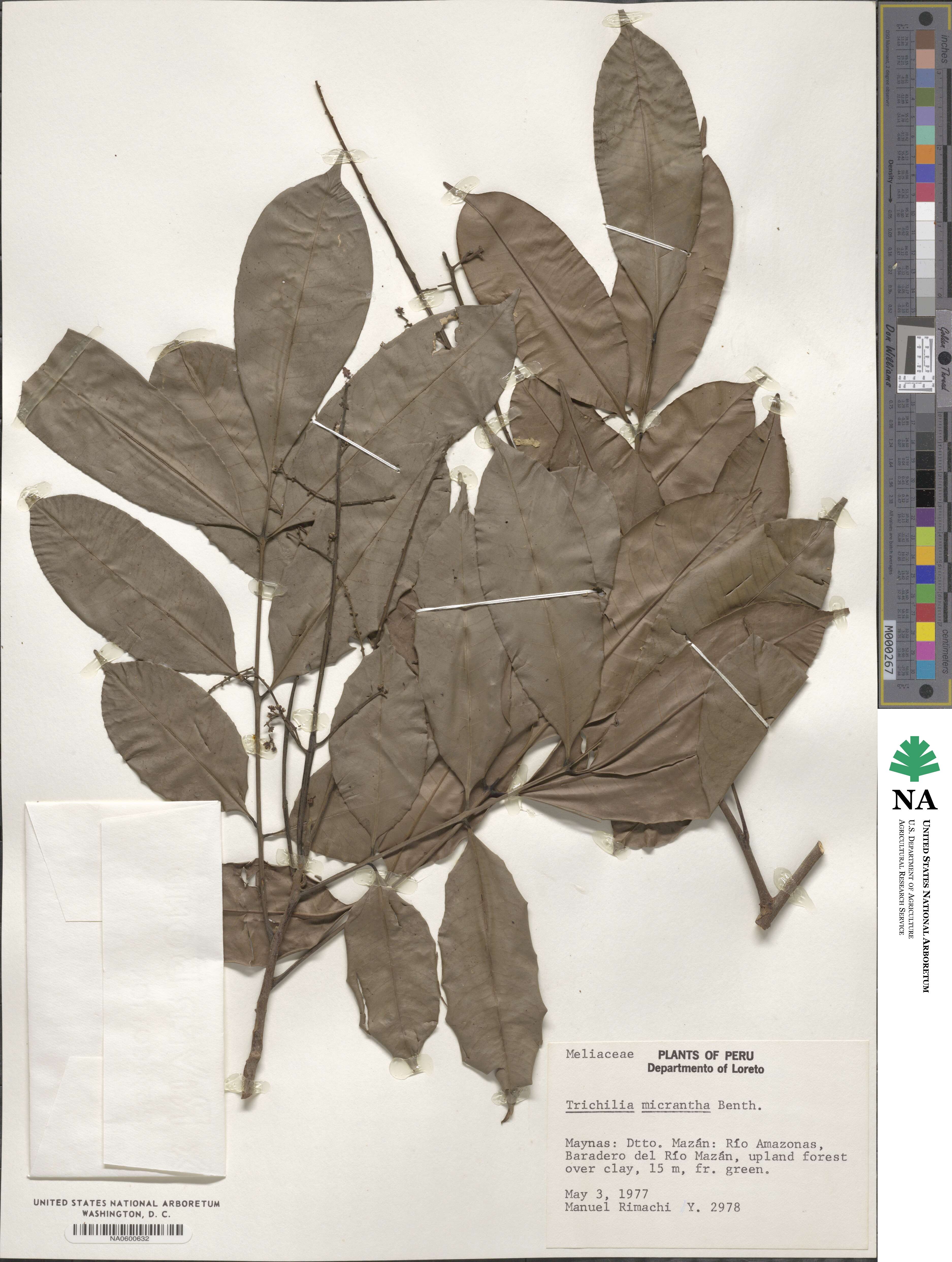 Trichilia micrantha image