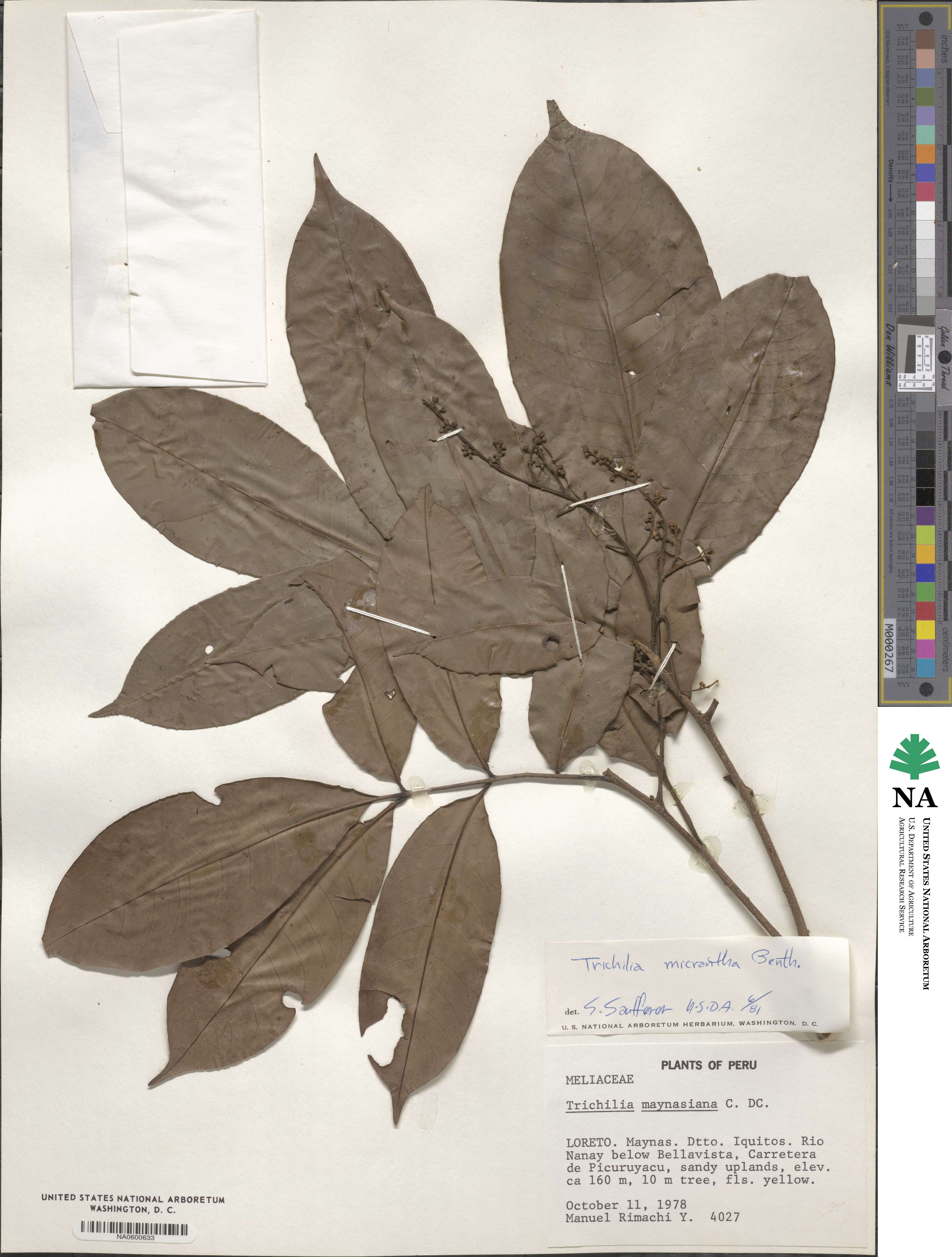 Trichilia micrantha image