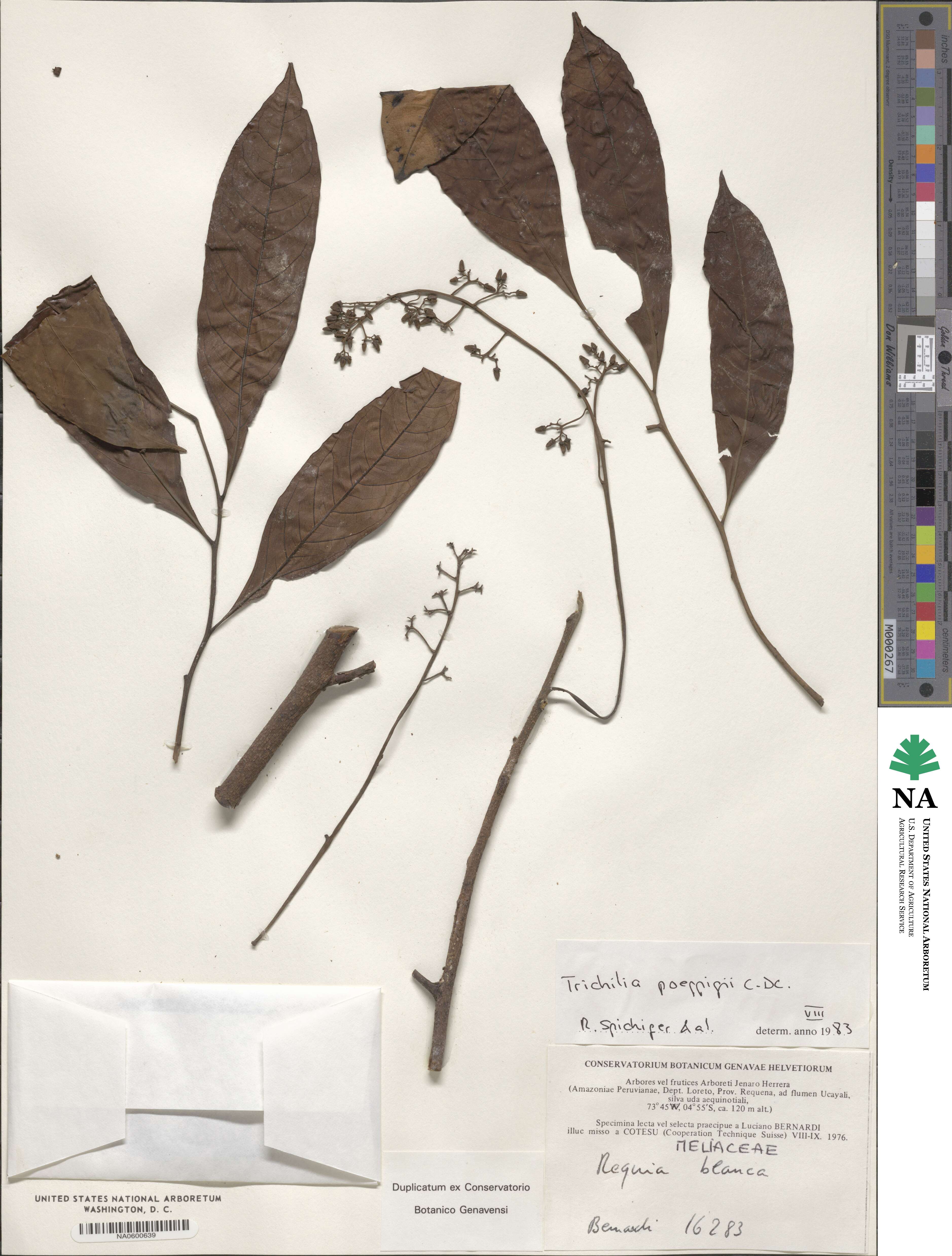 Trichilia poeppigii image
