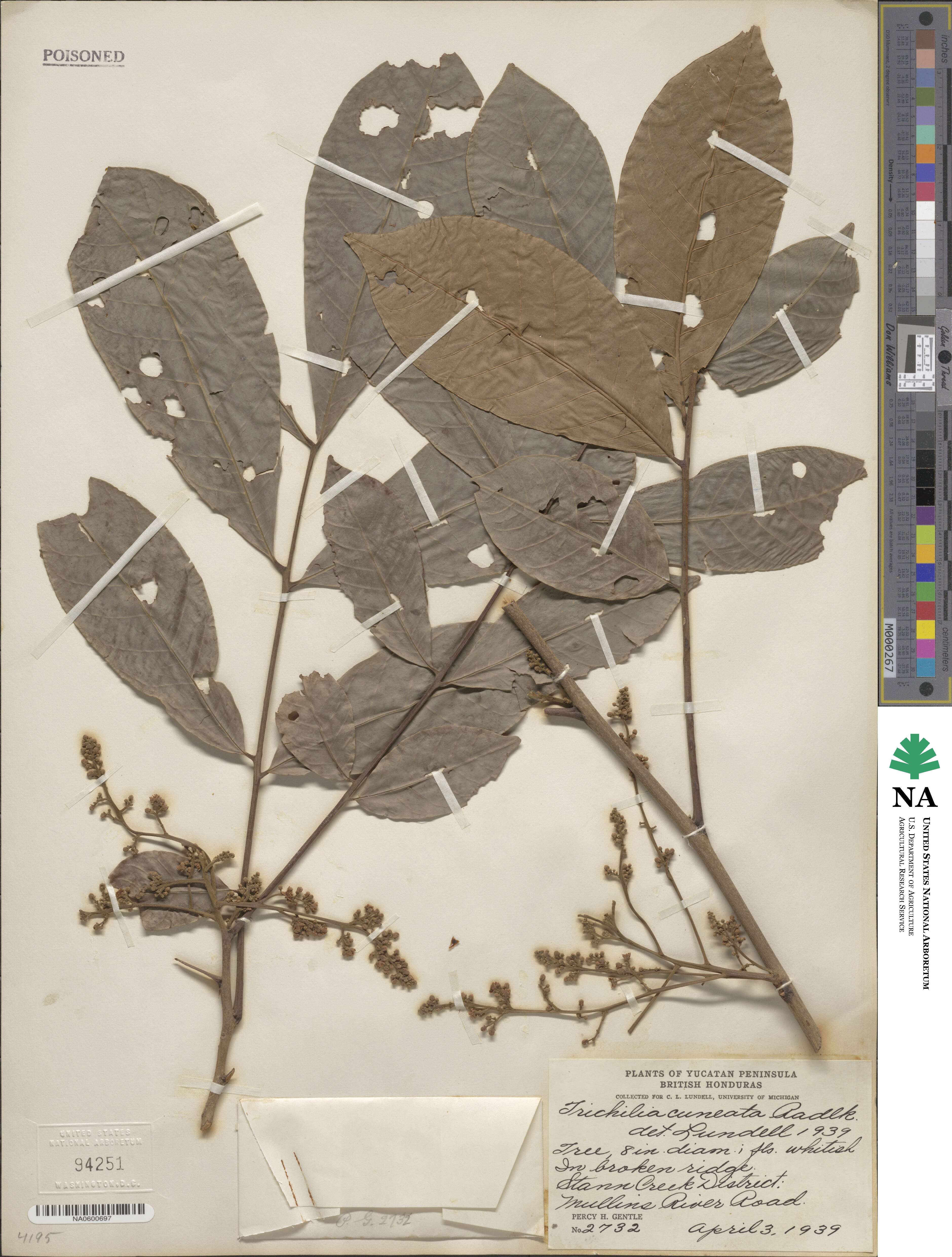 Trichilia martiana image
