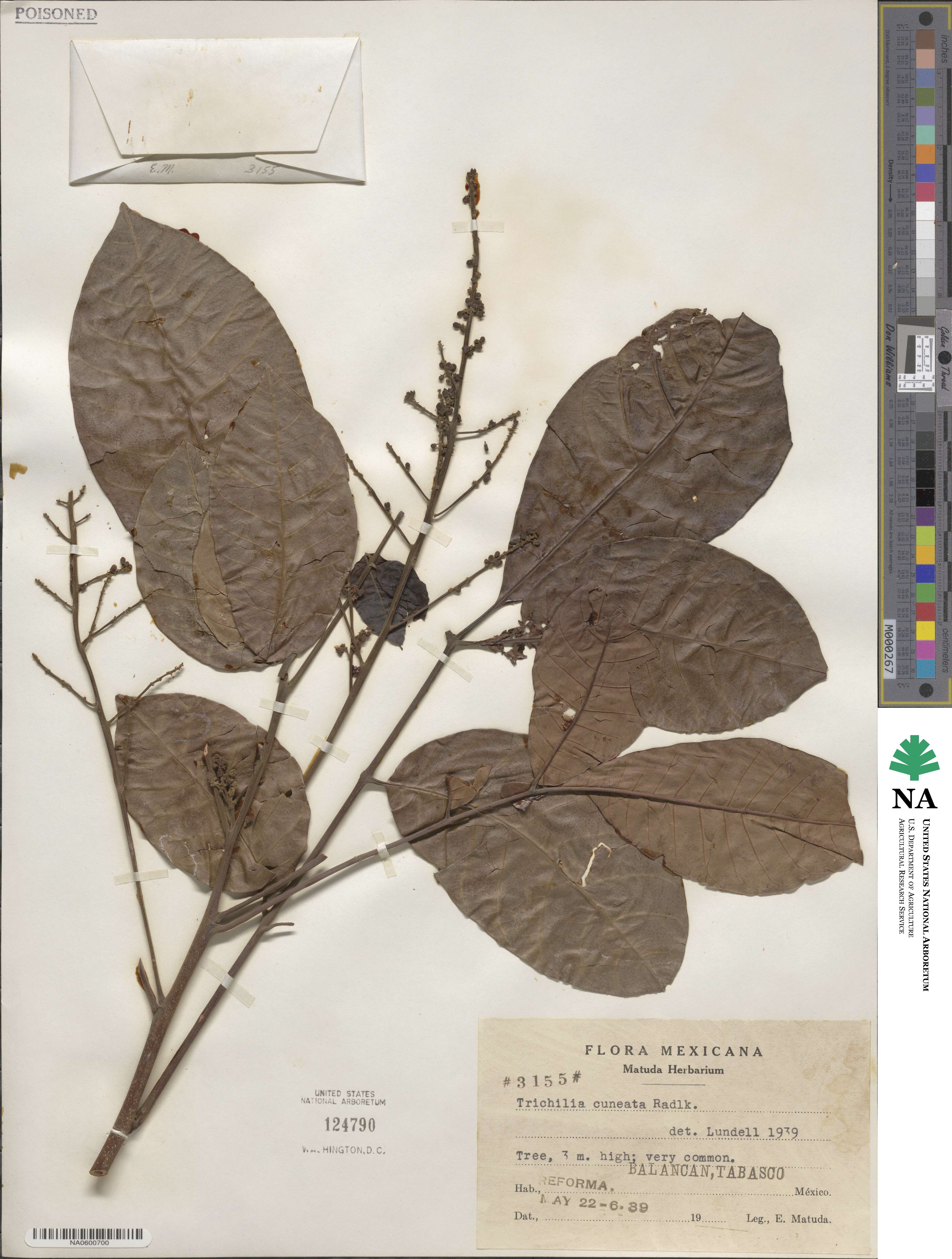 Trichilia martiana image