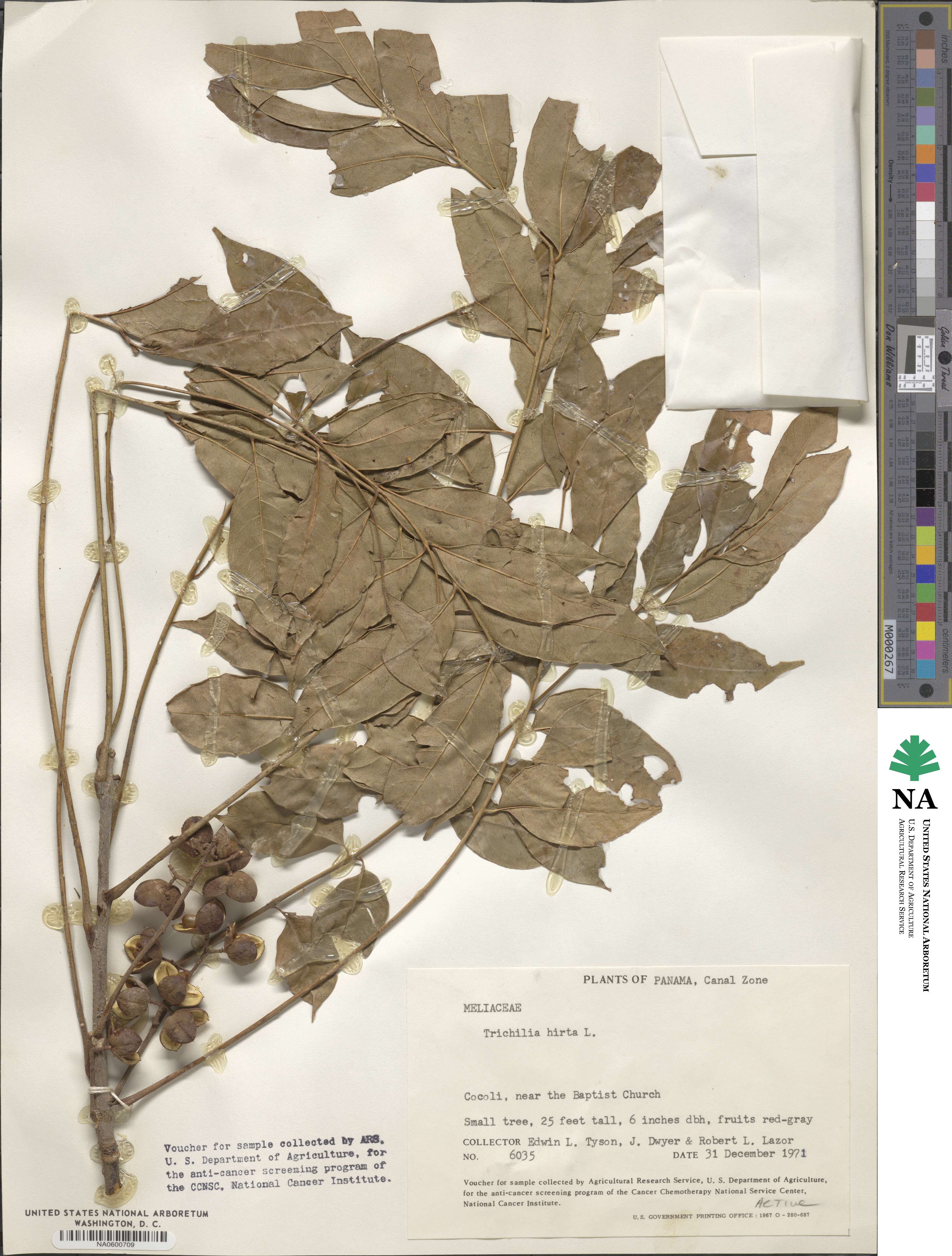 Trichilia hirta image