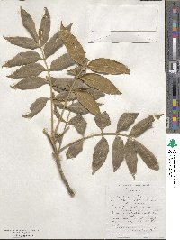 Ekebergia capensis image