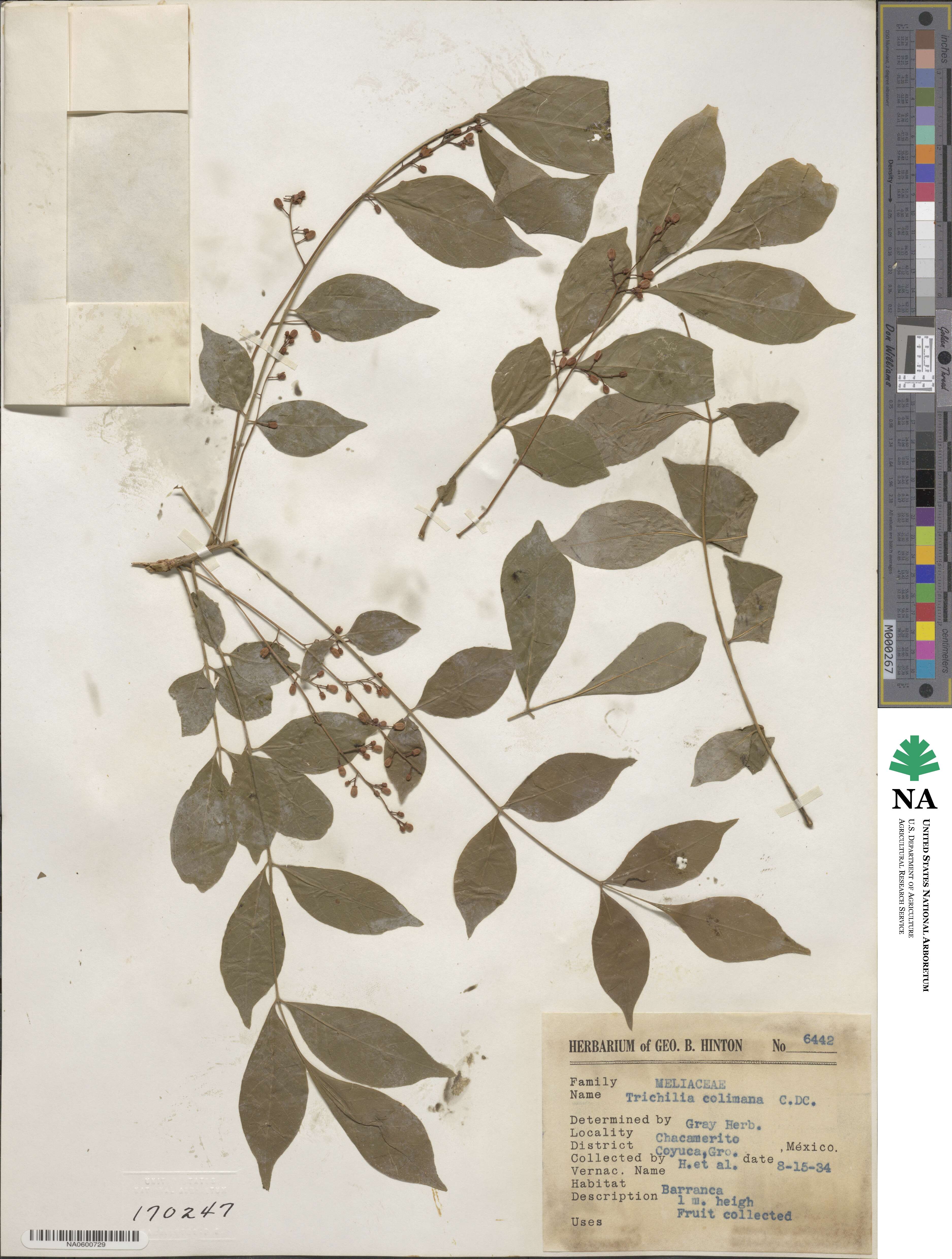 Trichilia americana image