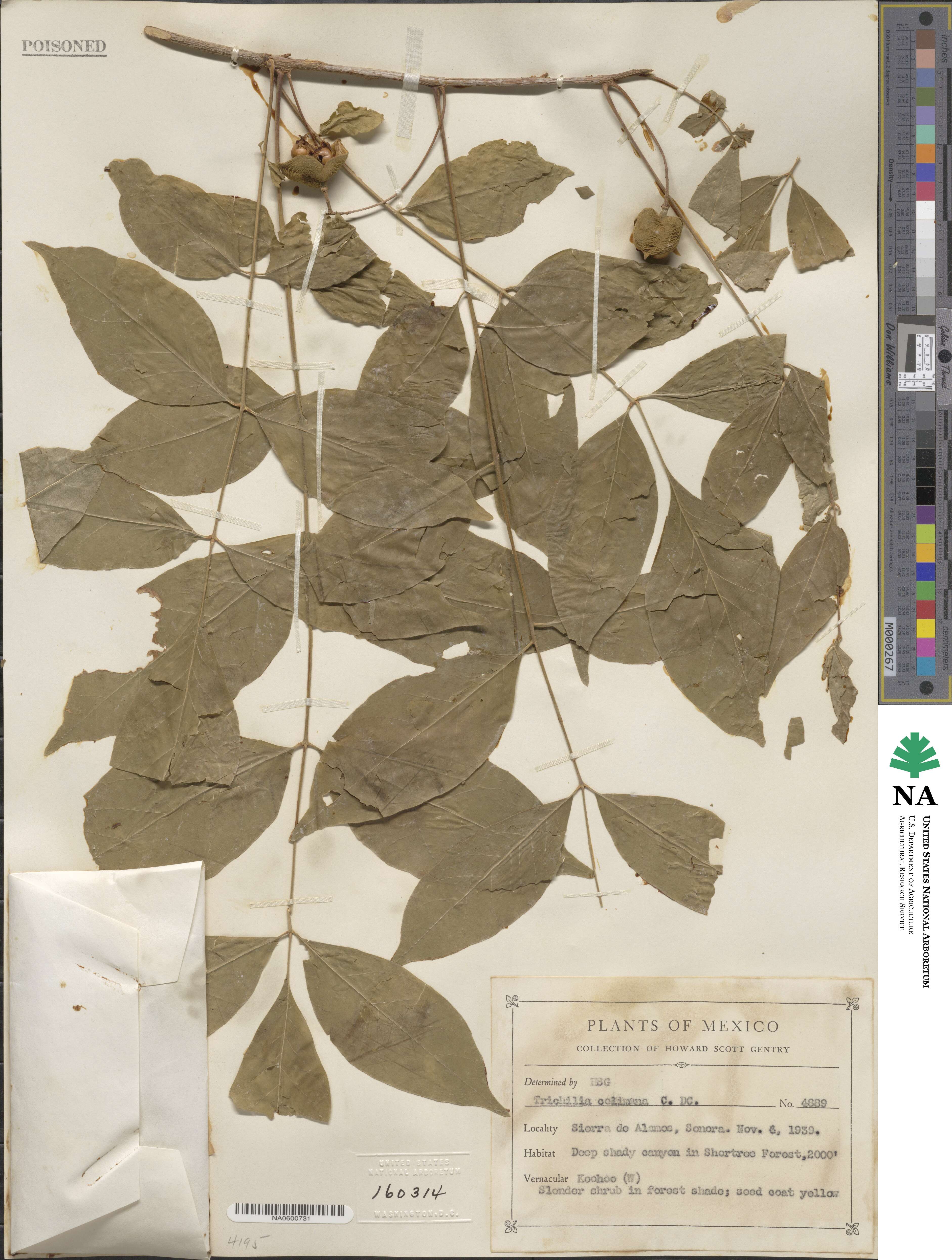 Trichilia americana image
