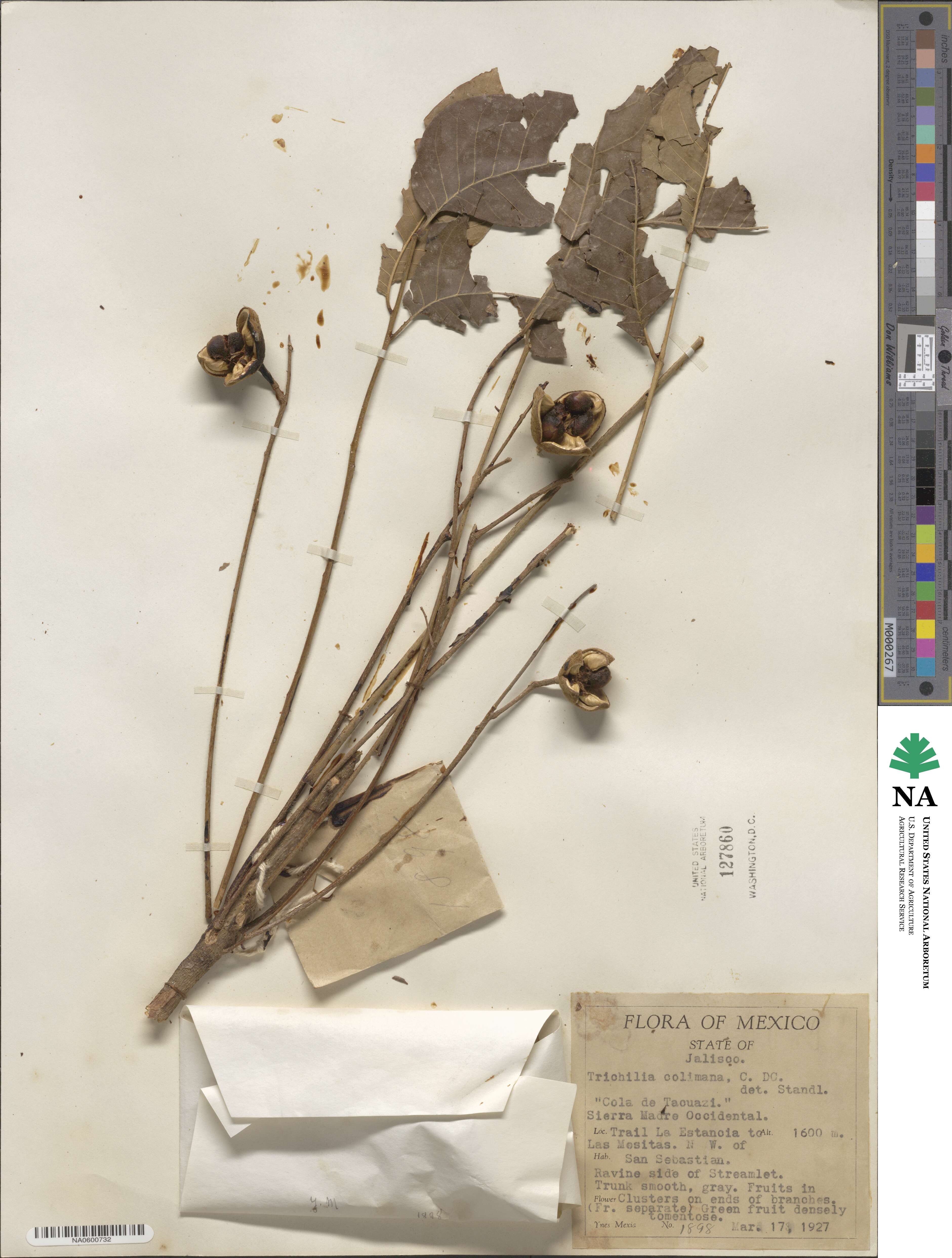 Trichilia americana image