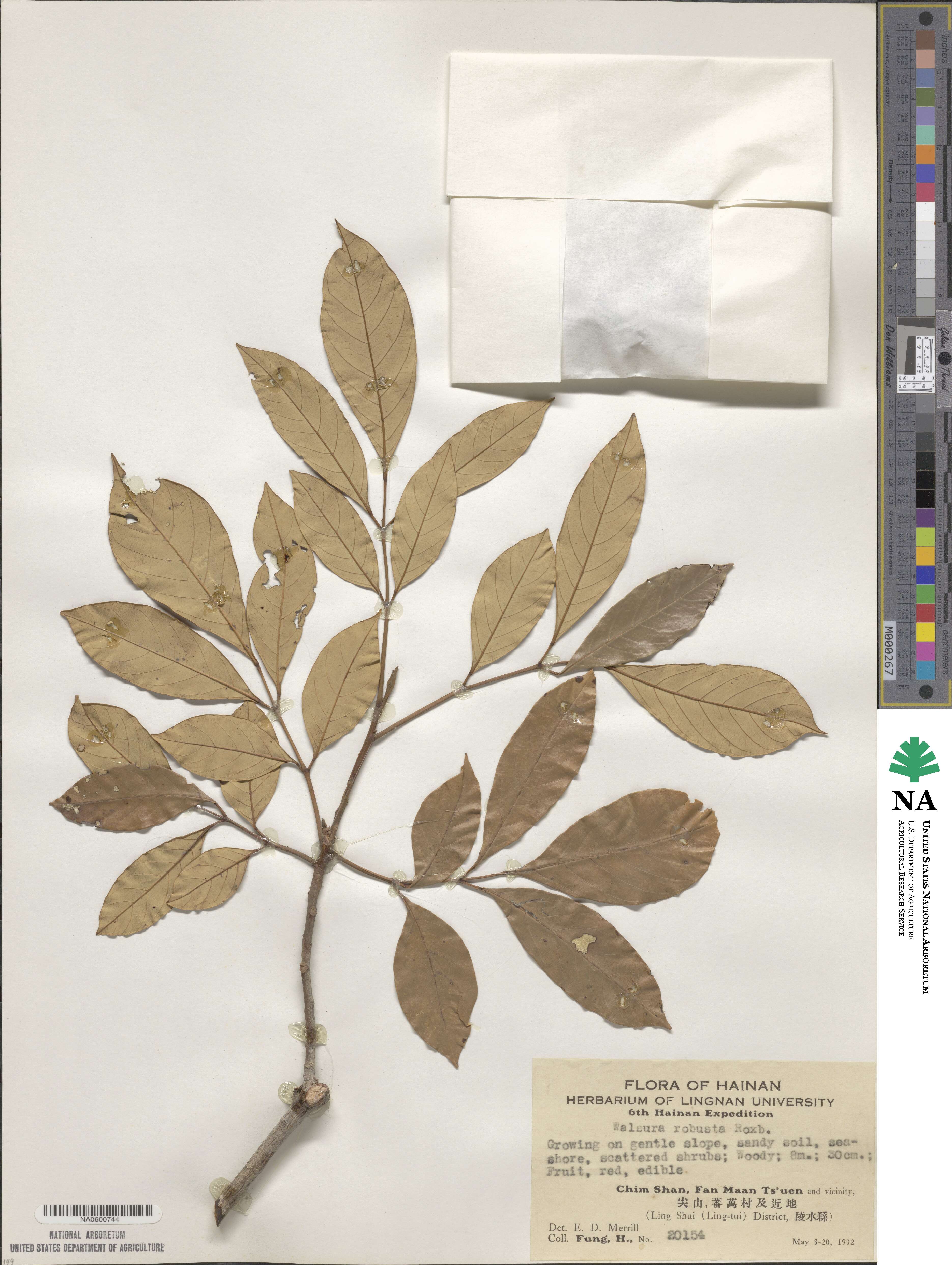 Walsura robusta image