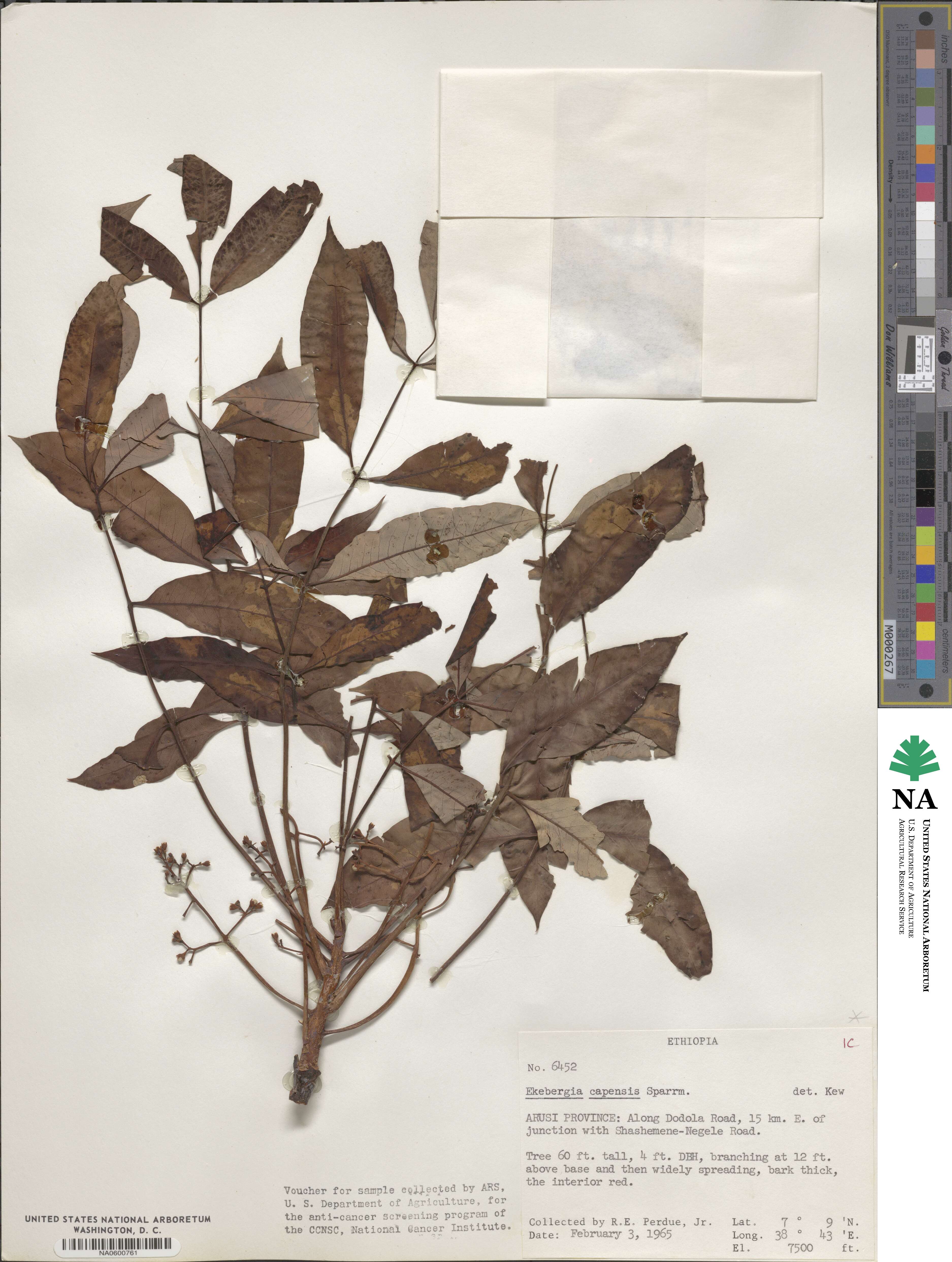 Ekebergia capensis image