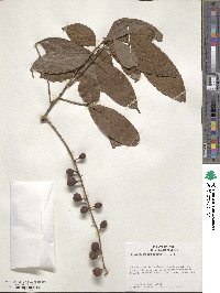 Guarea macrophylla image