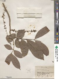 Guarea macrophylla subsp. pendulispica image