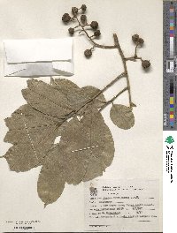 Guarea macrophylla image