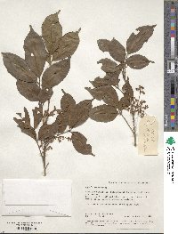 Image of Aglaia glabriflora