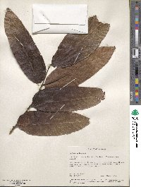 Aglaia lawii subsp. lawii image