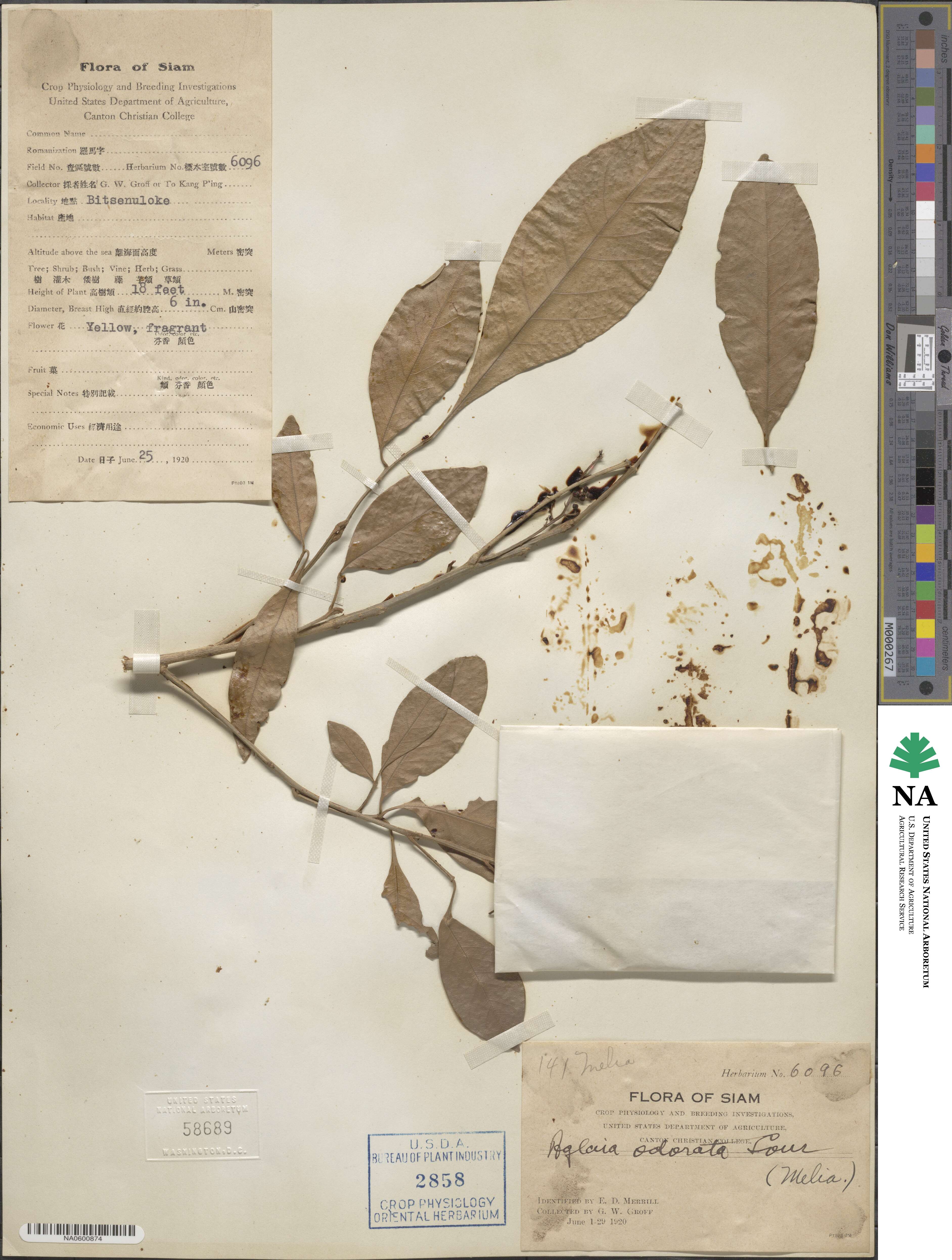 Aglaia odorata image