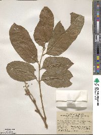 Aglaia lawii subsp. lawii image