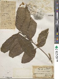 Aglaia lawii subsp. lawii image